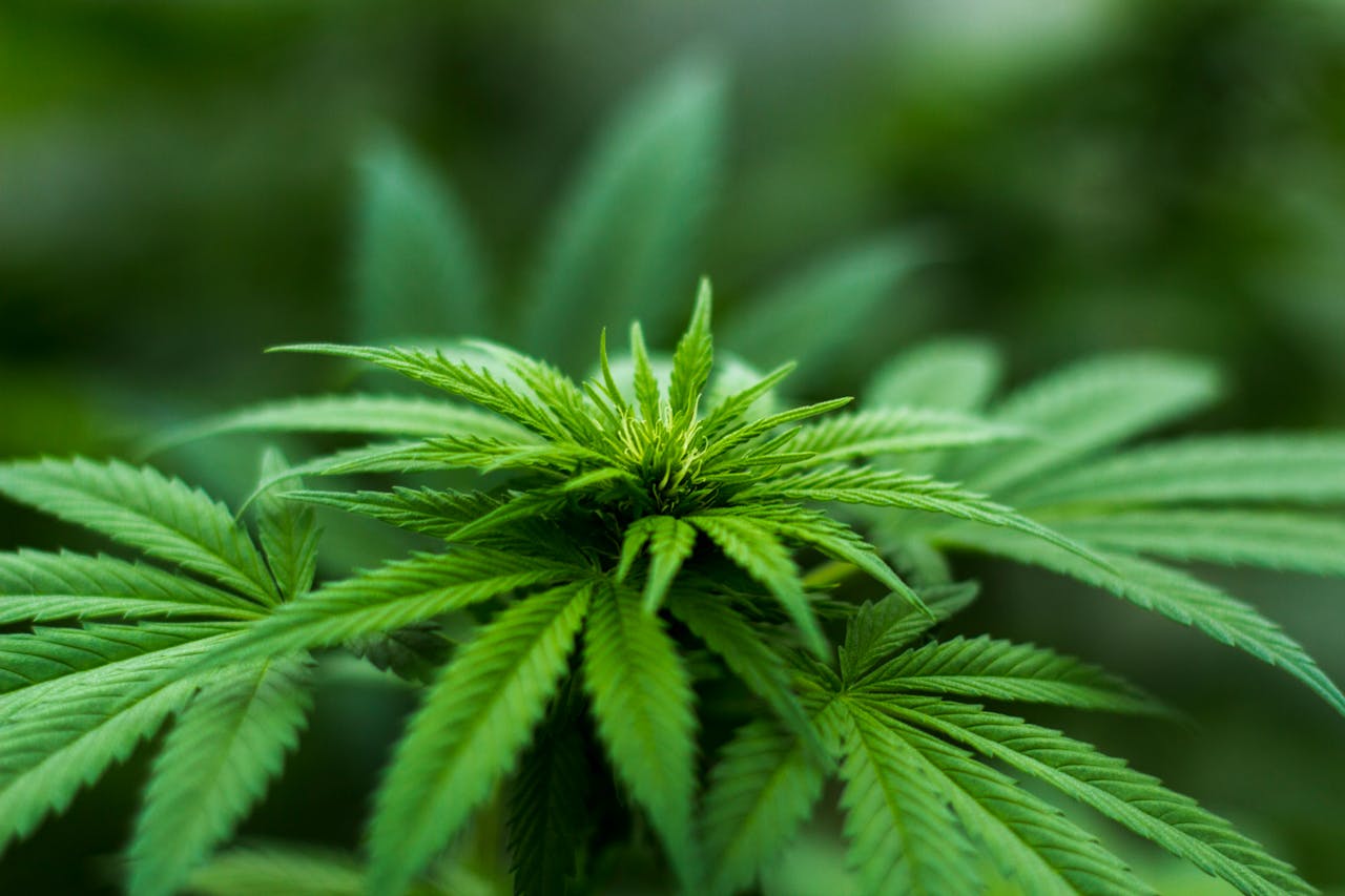 Is Weed Legal in Crete?