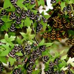 Butterflies valley | Paros Island Greece